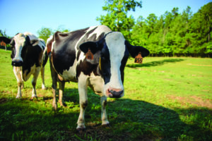 Holstein cows at the MSU Dairy