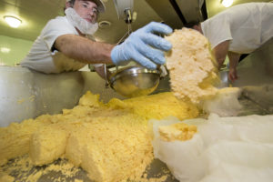 Making edam cheese at MSU Dairy Plant